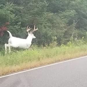 Meet your Posher, Rick